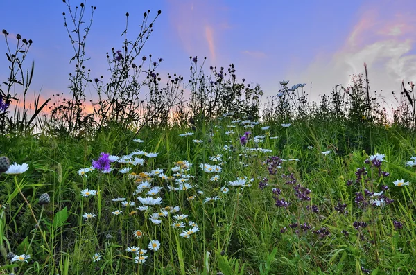 Zomer bloeiende weide bij zonsondergang — Stockfoto