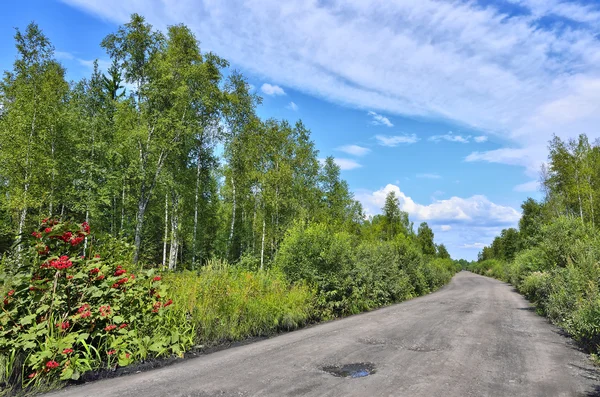 Strada sterrata attraverso la foresta - paesaggio estivo — Foto Stock