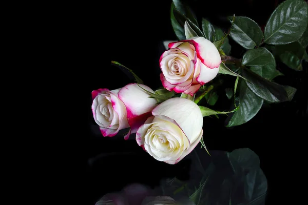 Tre rose bianche con orli rosa di petali su nero — Foto Stock