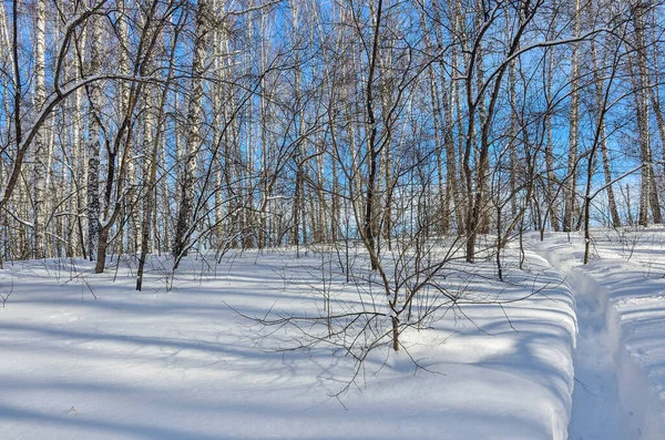 Прекрасный Зимний Пейзаж Узкая Тропа Глубоком Снегу Ведущая Березовому Лесу — стоковое фото