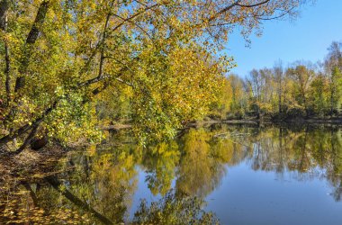 Gölün etrafındaki güz ağaçlarının altın yaprakları mavi sulara yansıyor. Açık mavi gökyüzü ile güneşli ve güneşli bir sonbahar manzarası. Doğanın güzelliği konsepti