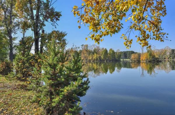 Goldenes Laub Der Herbstbäume Und Grüne Fichten Rund Den See — Stockfoto