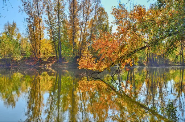 Золотая Листва Осенних Деревьев Вокруг Озера Отражается Голубой Воде Осенний — стоковое фото