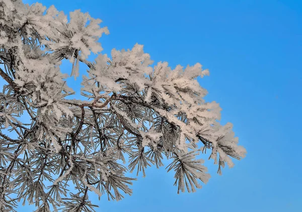 松枝上有白雪和白霜 圆锥紧贴蓝天背景 针叶树的绿色针叶 上面覆盖着成熟的阳光 冬季自然的细节 — 图库照片