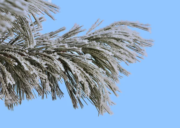 松枝上有白雪和白霜 圆锥紧贴蓝天背景 针叶树的绿色针叶 上面覆盖着成熟的阳光 冬季自然的细节 — 图库照片