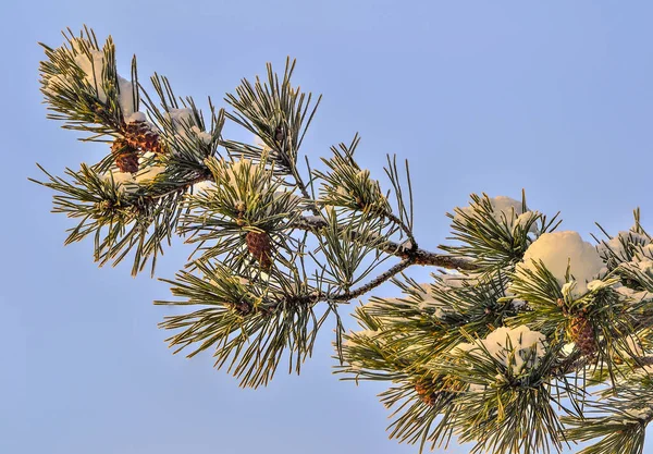 White Snow Hoarfrost Pine Tree Branch Cones Close Blue Sky — Stock Photo, Image