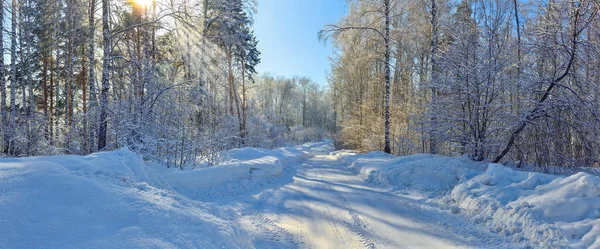 Śnieżna Droga Przez Mroźny Las Brzozowy Zaspy Śnieżne Puszyste Chryzantem — Zdjęcie stockowe