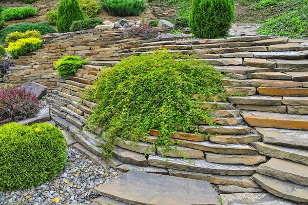 Dwarf Variety Stefanandra Incised Leaved Ornamental Shrub Carved Leaves Garden — Stock Photo, Image