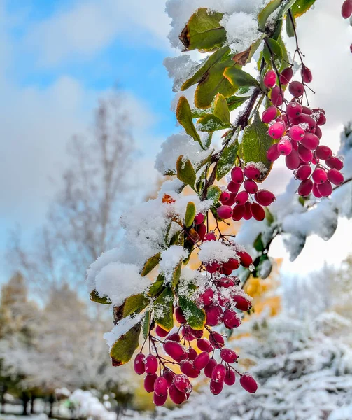 Eerste Pluizige Sneeuw Groene Bladeren Van Bosbessen Twijgen Met Rode — Stockfoto
