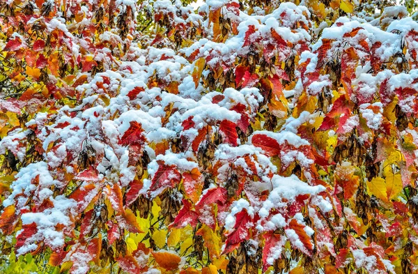 Eerste Sneeuw Kleurrijke Herfst Rood Oranje Geel Gebladerte Van Acer — Stockfoto