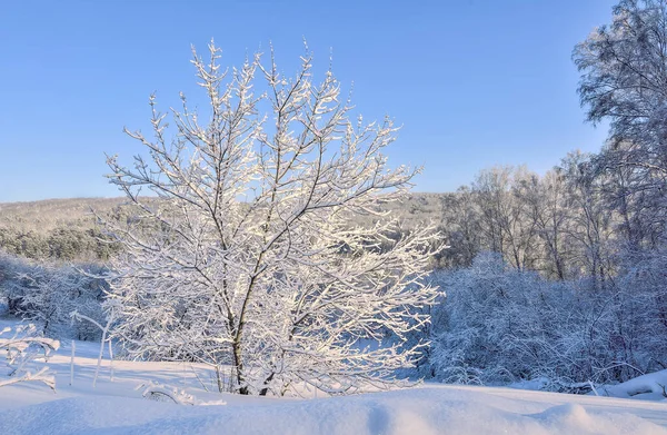 Belleza Fabulosa Del Paisaje Invernal Bosque Blanco Cubierto Nieve Esponjosa — Foto de Stock