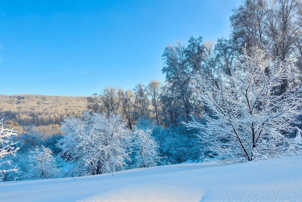 Fabelagtig Skønhed Vinterlandskab Hvid Fluffy Sne Dækket Skov Bakker Glødende - Stock-foto