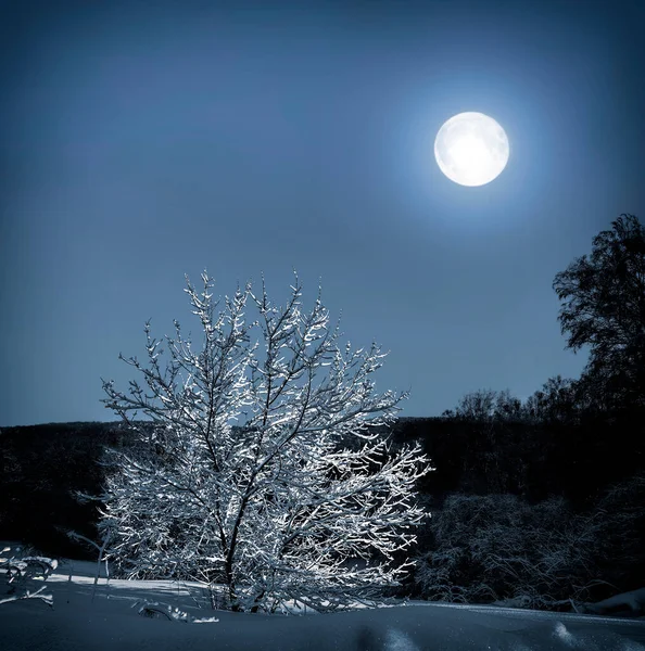 Albero Solitario Con Neve Coperta Chiaro Luna Meraviglioso Paesaggio Notturno Fotografia Stock