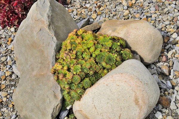 Sempervivum Pumilum Decorative Houseleek Dwarf Succulent Plant Rock Garden Stones — Stock Photo, Image