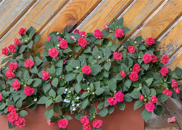 Röd Frotté Balsam Blommor Kruka Trädgården Nära Trävägg Impatiens Balsamina — Stockfoto