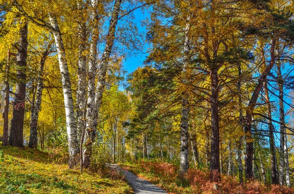Cascalho Caminho Sinuoso Através Floresta Colorida Outono Colina Troncos Brancos — Fotografia de Stock