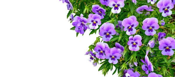Красивая Весенняя Летняя Цветочная Граница Фиолетовые Фиалки Пышные Цветы Закрываются — стоковое фото