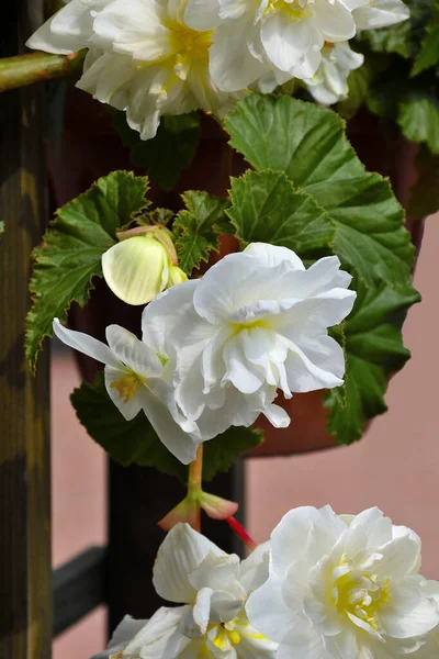 Zarte Blüten Der Weißen Begonie Blumentopf Aus Nächster Nähe Begonie — Stockfoto