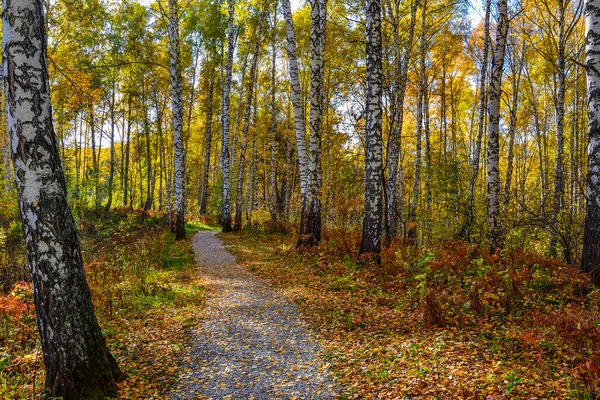Tepedeki Sonbahar Renkli Ormanda Çakıl Taşlı Yol Beyaz Gövdeler Huş — Stok fotoğraf