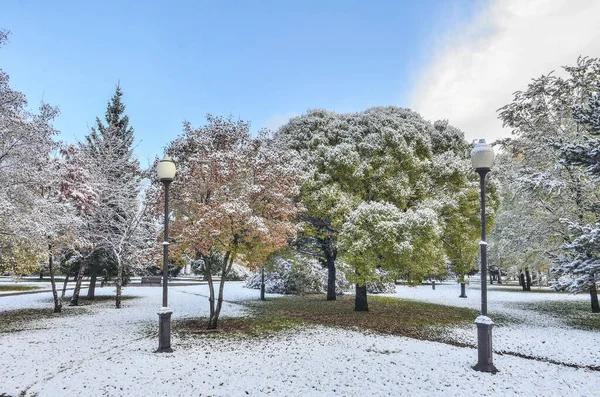 Pierwsze Opady Śniegu Kolorowym Jesiennym Parku Miejskim Biały Puszysty Śnieg — Zdjęcie stockowe