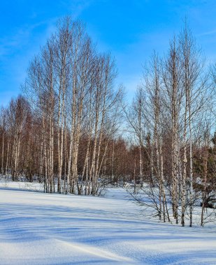 Mavi gökyüzü arka planında, ormanın kenarında duran genç beyaz huş ağaçlarıyla güneşli kış manzarası. Beyaz kardaki mavi gölgeler. Doğanın güzelliği veya hava tahmini konsepti. 