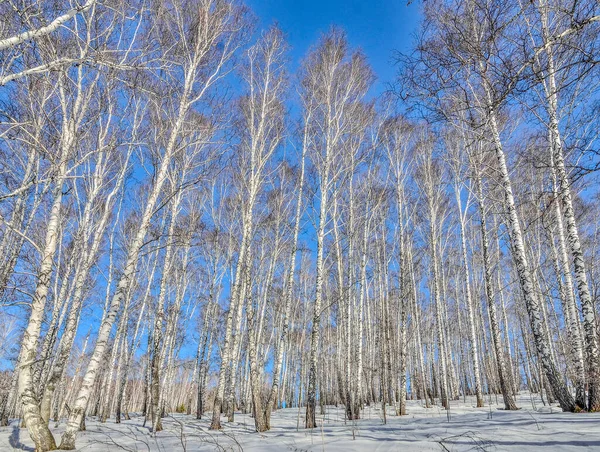 Beautiful Early Spring Landscape Transparent Silver Birch Grove Tall White — Stock Photo, Image