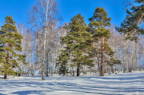 Bela Paisagem Início Primavera Floresta Nevada Dia Ensolarado Brilhante Qualquer — Fotografia de Stock