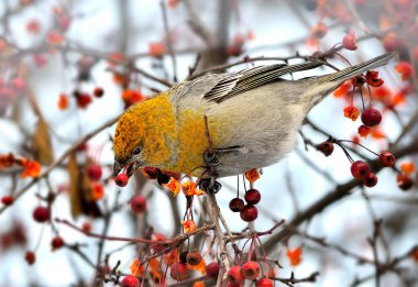 Rosefinch dişisi ya da erythrinus böğürtlenleri. Ağaç dalında kırmızı böğürtlen yiyen renkli bir ötücü kuş. Hayvan davranışları ya da ornitoloji konsepti için kuşları izlemek