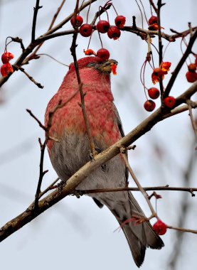 Büyük Rosefinch erkeği ya da Carpodacus Rubicilla kış meyveleri. Kırmızı göğüslü, kırmızı böğürtlenli renkli bir ötücü kuş. Hayvan davranışları ya da ornitoloji konsepti için kuşları izlemek