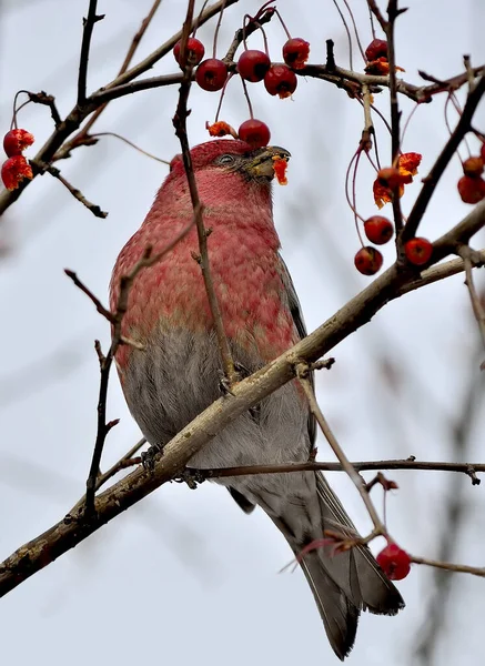 Большой Розефинч Самца Carpodacus Rubicilla Зимние Ягоды Кормления Красочная Дикая — стоковое фото