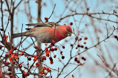 Büyük Rosefinch erkeği ya da Carpodacus Rubicilla kış meyveleri. Kırmızı göğüslü, kırmızı böğürtlenli, renkli bir ötücü kuş. Hayvan davranışları ya da kuş bilimi konsepti için kuşları izlemek