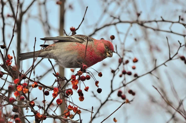大蔷薇雄性或石榴冬季采食 五彩缤纷的野鸟 栖息在红莓枝上 观察动物行为或鸟类学概念 — 图库照片