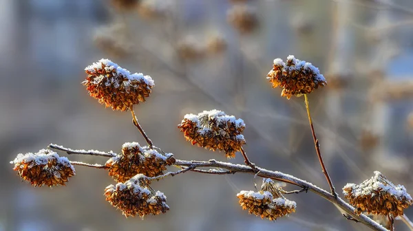 Gouden Droge Bloemen Van Zaad Schepen Struik Twijgen Besneeuwd Natuurlijke — Stockfoto