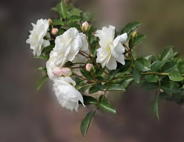 Rosenzweig Mit Weißen Zarten Blüten Und Rosa Knospen Nahaufnahme Auf — Stockfoto