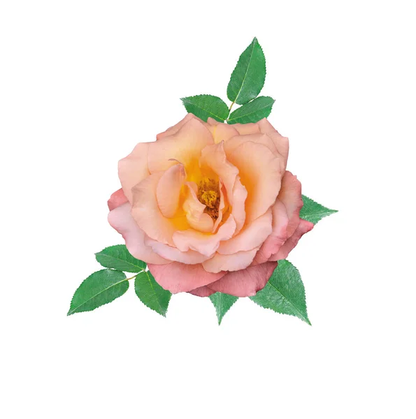 Einzelne Zarte Cremefarbene Rosenblüte Mit Grünen Blättern Isoliert Auf Weißem — Stockfoto