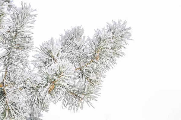 Ramo Pinheiro Com Cones Hoarfrost Rime Neve Agulhas Verdes Isolado — Fotografia de Stock