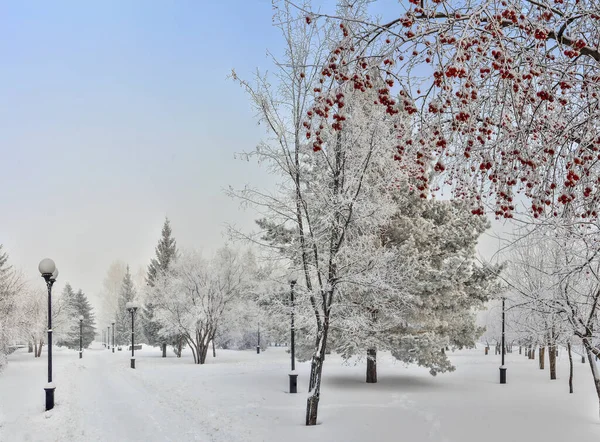 寒冷的冬日清晨 公园里覆盖着白雪和白霜 白杨树和灌木枝条上的白杨树 绿松针叶上的白杨树 前有红果的苹果树枝条 图库图片