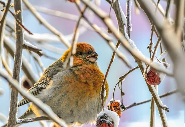 常见的迷迭香雌蜂或红辣椒冬季采食 色彩艳丽的野鸟栖息在树枝上 吃着红莓 观察动物行为或鸟类学概念 — 图库照片