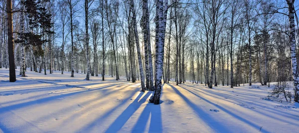 Panorama Della Foresta Betulle Invernale Illuminato Con Luce Dorata Del — Foto Stock