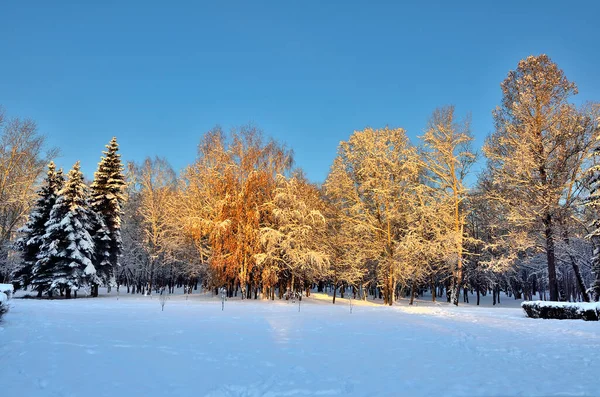 Beauté Nature Hivernale Dans Parc Enneigé Coucher Soleil Les Rayons — Photo