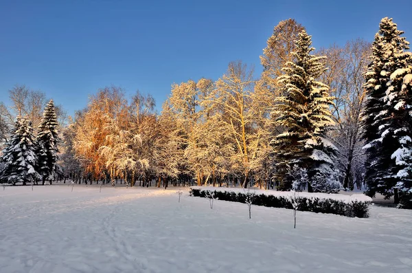 Schönheit Der Winternatur Verschneiten Park Bei Sonnenuntergang Die Sonnenstrahlen Malten — Stockfoto