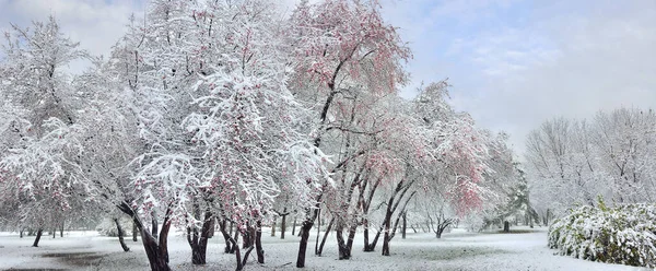 First Snowfall City Park Fluffy Snow Covered Wild Apple Trees — Stock Photo, Image