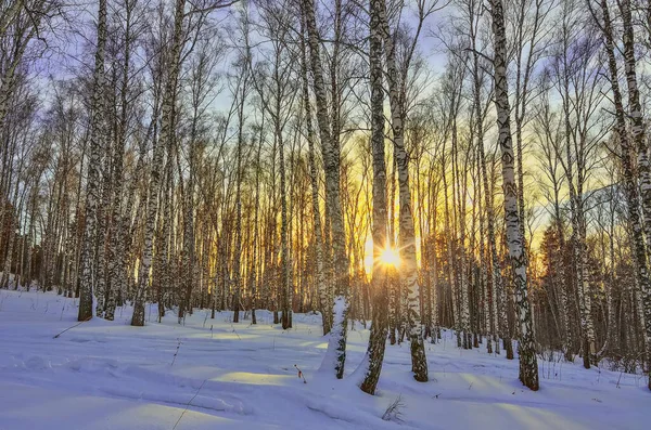 Зимний Закат Березовом Лесу Золотые Лучи Солнечного Света Среди Белых — стоковое фото