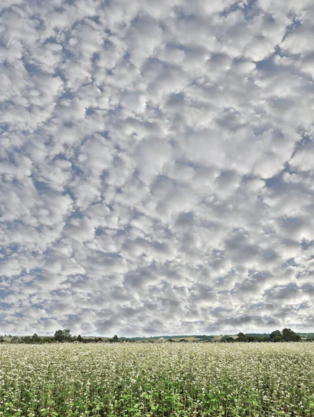 Maravilhoso Stratocumulus Fofo Nuvens Céu Azul Sobre Florescendo Campo Trigo — Fotografia de Stock