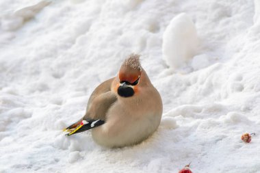 Wakinging (Bombycilla garrulus) kırmızı meyveli yaban elması ağacının altında. Sibirya 'da kış aylarında, beyaz, karlı arka planda renkli bir kuşun yakın plan portresi.