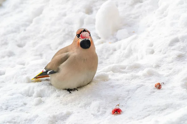 Waxen Bombycilla Garrulus Sneeuw Onder Krabappelboom Met Rood Fruit Snavel — Stockfoto