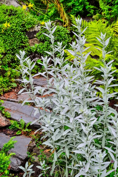 Silver Wormwood Sagebrush Artemisia Ludoviciana Silver Queen Ornamental Scented Plant — Stock Photo, Image