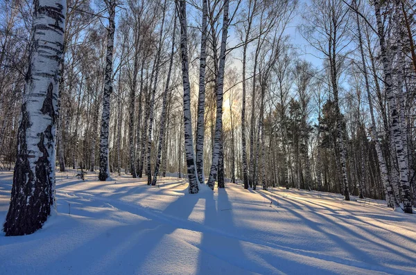 Hermosa Luz Dorada Del Sol Bosque Invierno Claro Cubierto Nieve — Foto de Stock