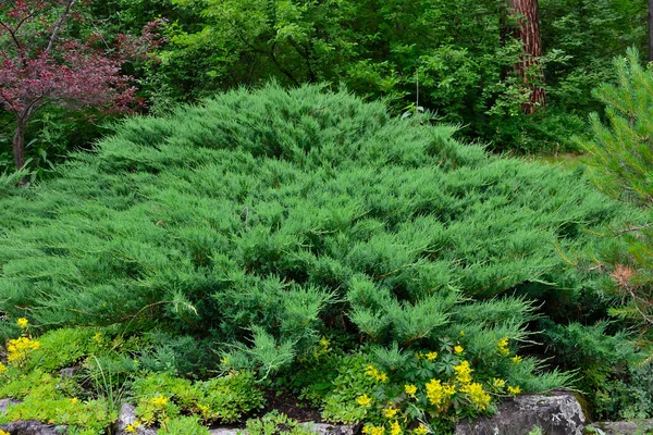 Kazak ardıçkuşunun yeşil yatay çalılığı (lat. Juniperus Sabina) kayalık bahçede. Ardıç ağacı, Bahçe sanatı / tasarımı / manzarası için bitkisel kozalaklı bitkidir. Etrafında çiçek açan sarı sedum