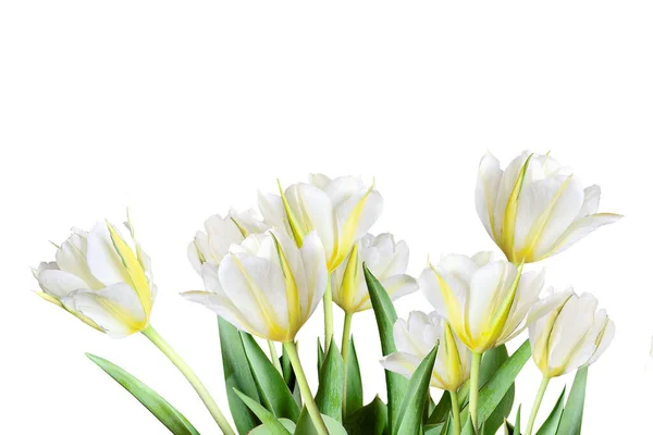 Voorjaarsboeket Van Witte Gele Tulpen Een Hoge Toets Geïsoleerd Witte — Stockfoto